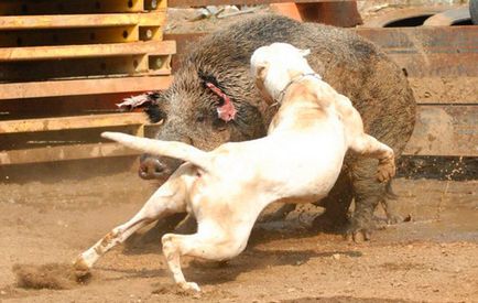 Kutyák ghoul dong pakisztáni Bulldog - jellemzők és leírás