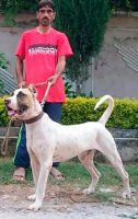 Dog breed gul dong un buldog pakistanez - o descriere și o descriere