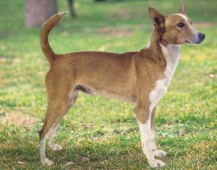 Порода собак - португальська гончак
