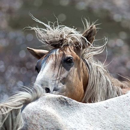 Rasele kazah - despre cai, cai