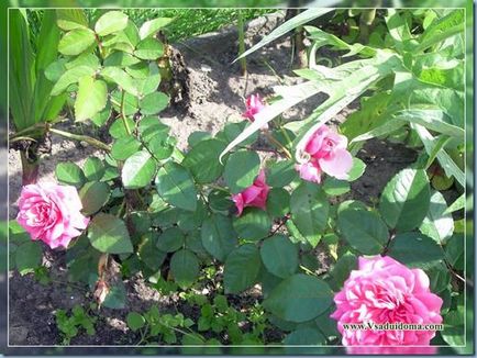 Ültetés és növekvő rózsa - tanácsadás rosarian, helyén a kertben, ház és a szobanövények