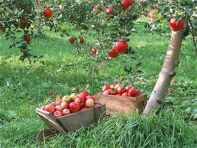 Plantarea unei livezi de mere