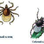 Постільні кліщі укуси, фото і симптоми, як самостійно позбавитися в домашніх умовах і як