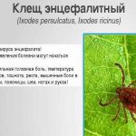 Постільні кліщі укуси, фото і симптоми, як самостійно позбавитися в домашніх умовах і як