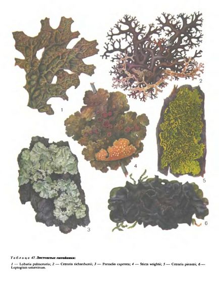 Folosirea practică a licheniilor este