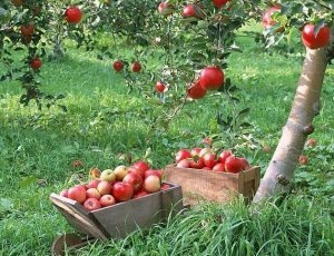 Îngrijirea corespunzătoare a grădinii în toamnă