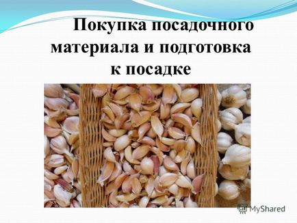 Prezentare pe proiect - sănătatea vitaminei - pentru creșterea usturoiului mbou - begishevskaya sosh numit