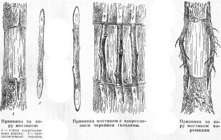 Щеплення плодових дерев способи і терміни