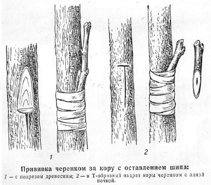 Щеплення плодових дерев способи і терміни