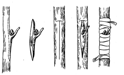 Щеплення плодових дерев способи і терміни