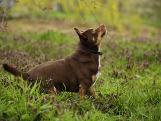 Adăposturi pentru animale Krasnodar