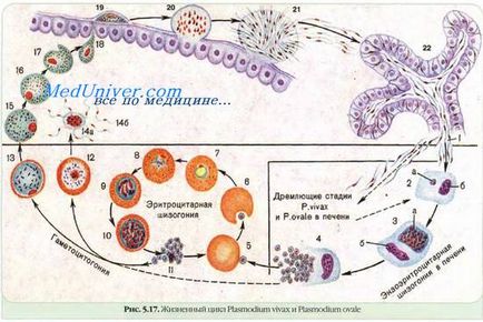 Infecții protozoale
