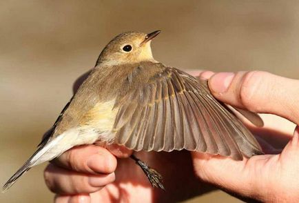 Descrierea, distribuția, nutriția și faptele interesante ale păsărilor