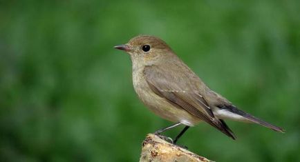 Descrierea, distribuția, nutriția și faptele interesante ale păsărilor