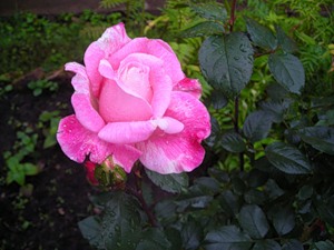 Рабатка з троянд уздовж доріжки - квітуча дача