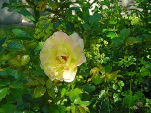 Рабатка з троянд уздовж доріжки - квітуча дача