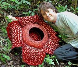 Rafflesia arnoldi - cea mai mare floare de miracol din lume