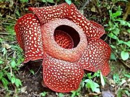 Rafflesia arnoldi - cea mai mare floare de miracol din lume