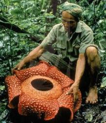 Rafflesia arnoldi - cea mai mare floare de miracol din lume