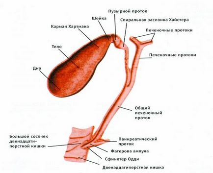 Cancerul vezicii biliare - diagnostic, simptome ale cancerului vezicii biliare