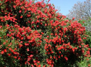 növény Callistemon