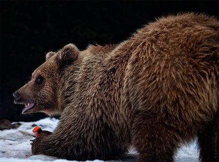 Реабілітаційний центр для бурих ведмедів, фото новини