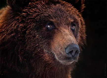 Реабілітаційний центр для бурих ведмедів, фото новини