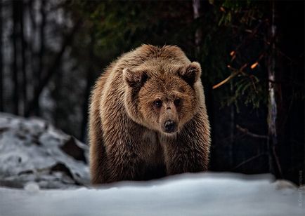 Реабілітаційний центр для бурих ведмедів, фото новини