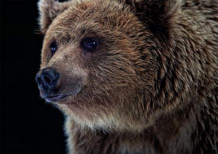 Реабілітаційний центр для бурих ведмедів, фото новини