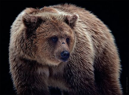 Реабілітаційний центр для бурих ведмедів, фото новини