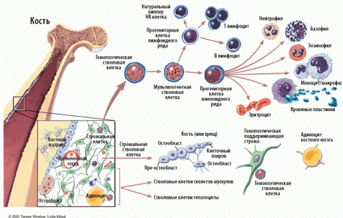 Регенерація тканин і клітинне старіння