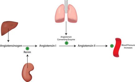 Sistemul renină-angiotensină-aldosteron este ceea ce este, funcțiile