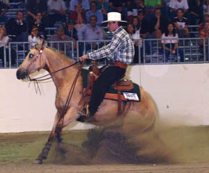 Reining - Western - Sport