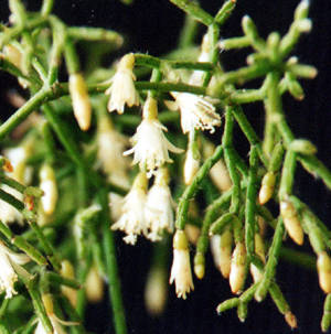 Ripsalis - cactus epifitic de pădure