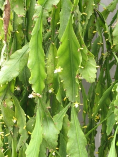Ріпсаліс - лісовий епіфітний кактус