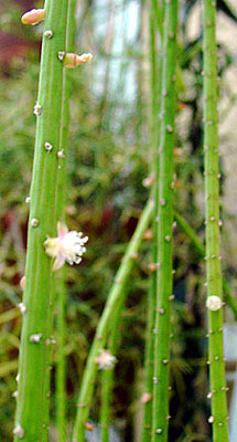 Ripsalis - cactus epifitic de pădure