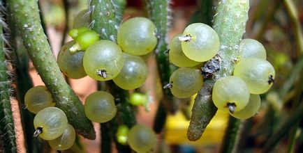 Ripsalis - cactus epifitic de pădure