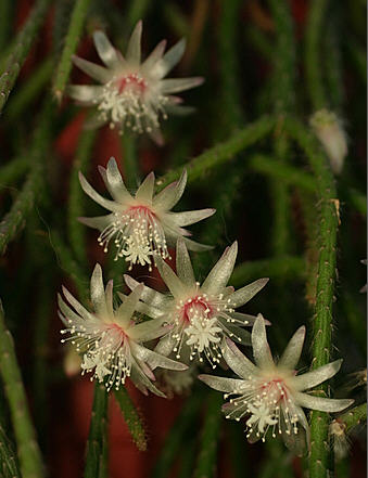 Ripsalis - cactus epifitic de pădure