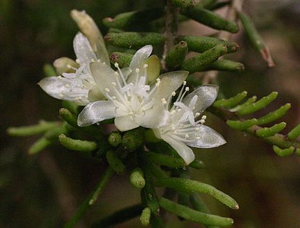 Ripsalis - cactus epifitic de pădure