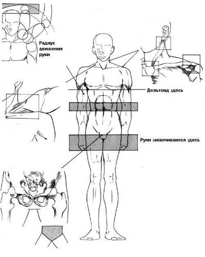 Figura unui bărbat (proporții masculine), blogul Oxanei Baira (Oxana Andriyevskaya)