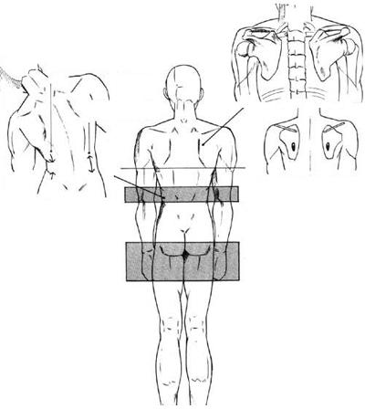 Малюнок людини (чоловічі пропорції), блог оксани Байрамі (оксани Андрієвської)