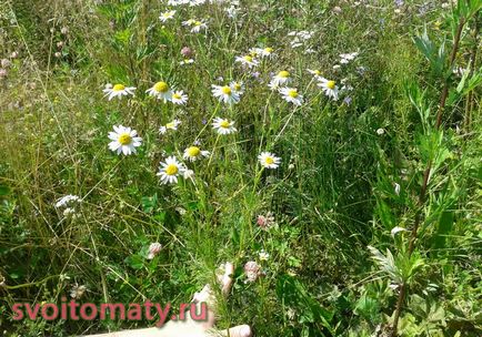 Ромашка аптечна (лікарська) лікувальні властивості, все про помідори (томати) - відео, фото, відкличу