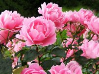 Троянда флорибунда прикрашає квітник все літо, квіти в саду (садиба)