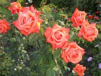 Троянда флорибунда прикрашає квітник все літо, квіти в саду (садиба)