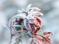 Троянда флорибунда прикрашає квітник все літо, квіти в саду (садиба)