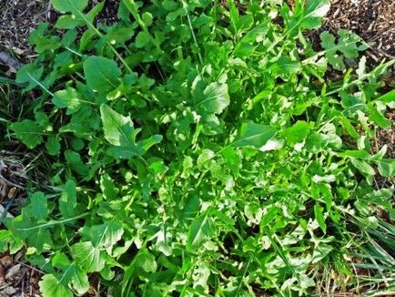 Rucola cultivare, caracteristici de îngrijire