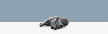 Російська блакитна кішка - опис породи і характеру на сайті