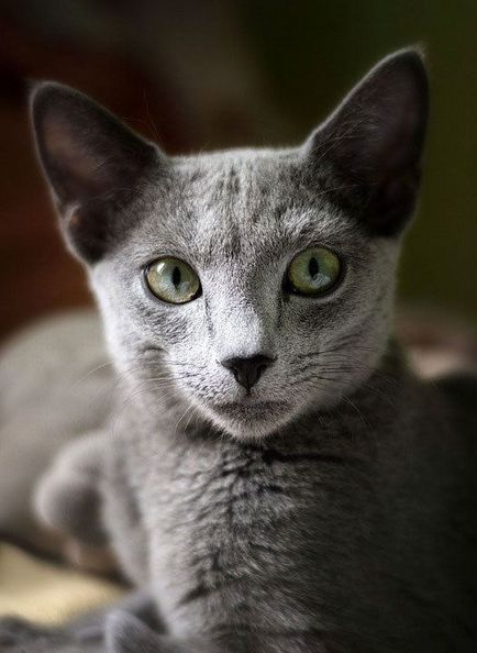 Російська блакитна кішка опис породи, характер і фото російської блакитний