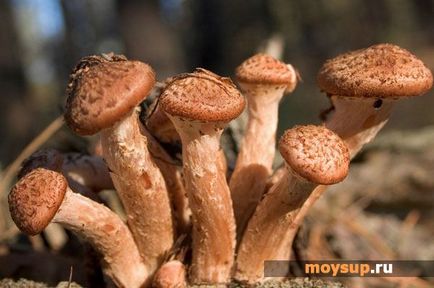 Салат «гриби на галявині» - секрети приготування