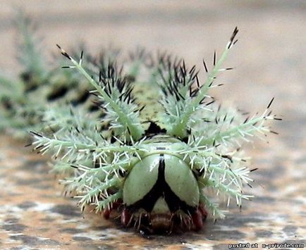 Cea mai periculoasa omida de pe planeta - lonomia obliqua - 17 fotografii - poze - fotografie lumea naturii